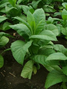 Pestovanie tabaku u nas
