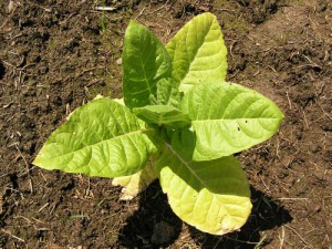 Poda pro pestovanie tabaku - hlinito-piescita