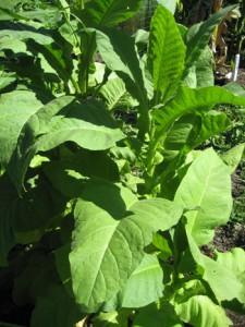 Rast tabakove rastliny
