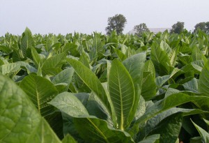 Zber tabakove rastliny