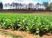 26200-tobacco-plants-in-cuba-pinar-del-rio-cuba